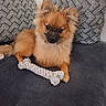 dog, puppy, toy, rope_toy, couch, pillow, patterned_pillow, brown_dog, fluffy, pet, indoor, cute, small_dog, animal, relaxed, seated, fur, ears, looking_at_camera, companion