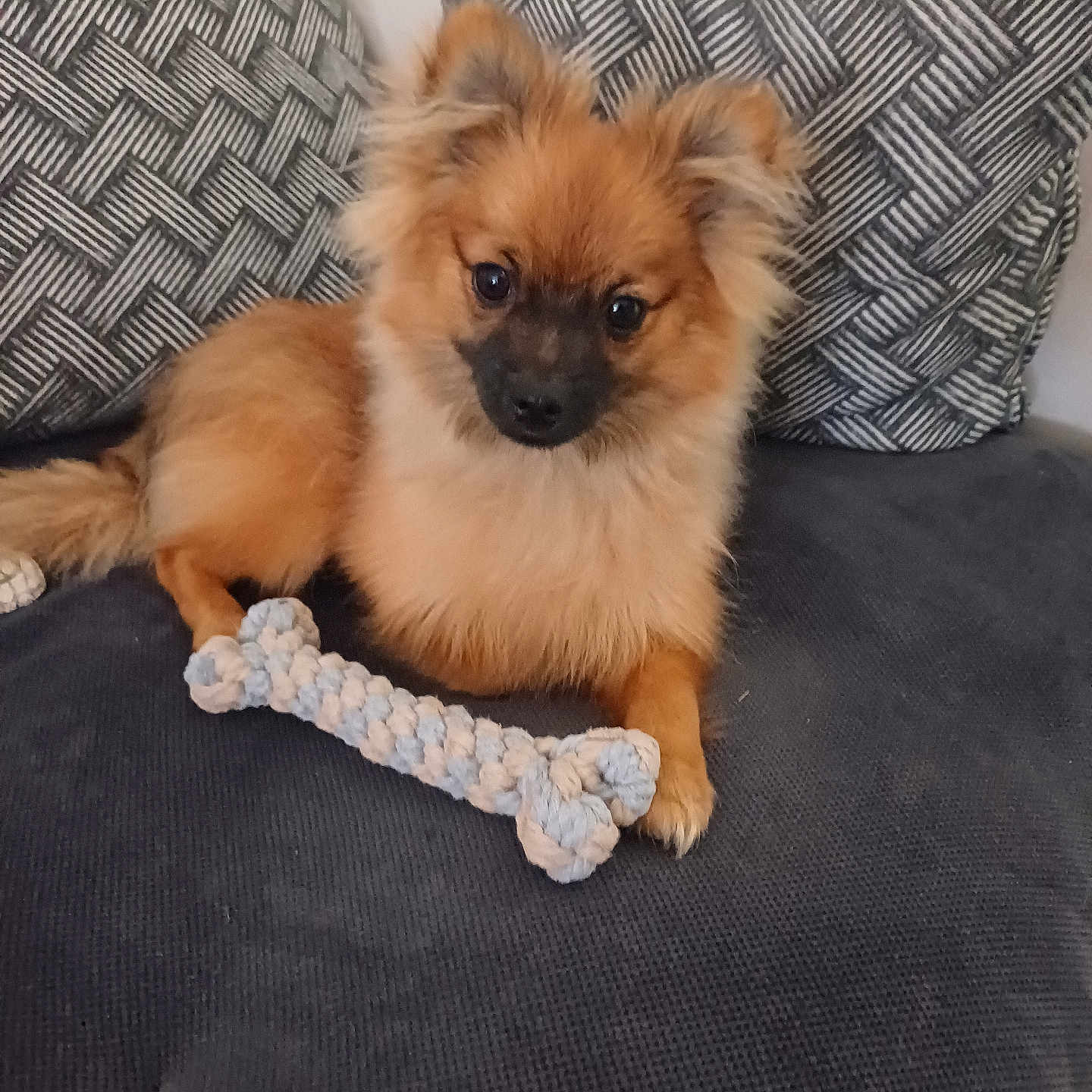 Bandit participe au concours pour gagner de l'argent avec cette photo : dog, puppy, toy, rope_toy, couch, pillow, patterned_pillow, brown_dog, fluffy, pet, indoor, cute, small_dog, animal, relaxed, seated, fur, ears, looking_at_camera, companion