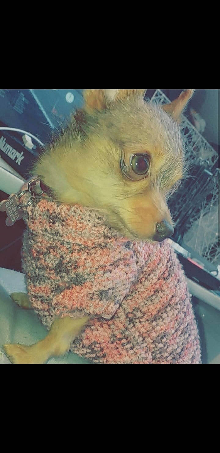 Diana a rejoint le concours — aidez-le/la à gagner de superbes lots ! common_opossum, fawn, marsupial, opossum, possum, snout, squirrel, whiskers