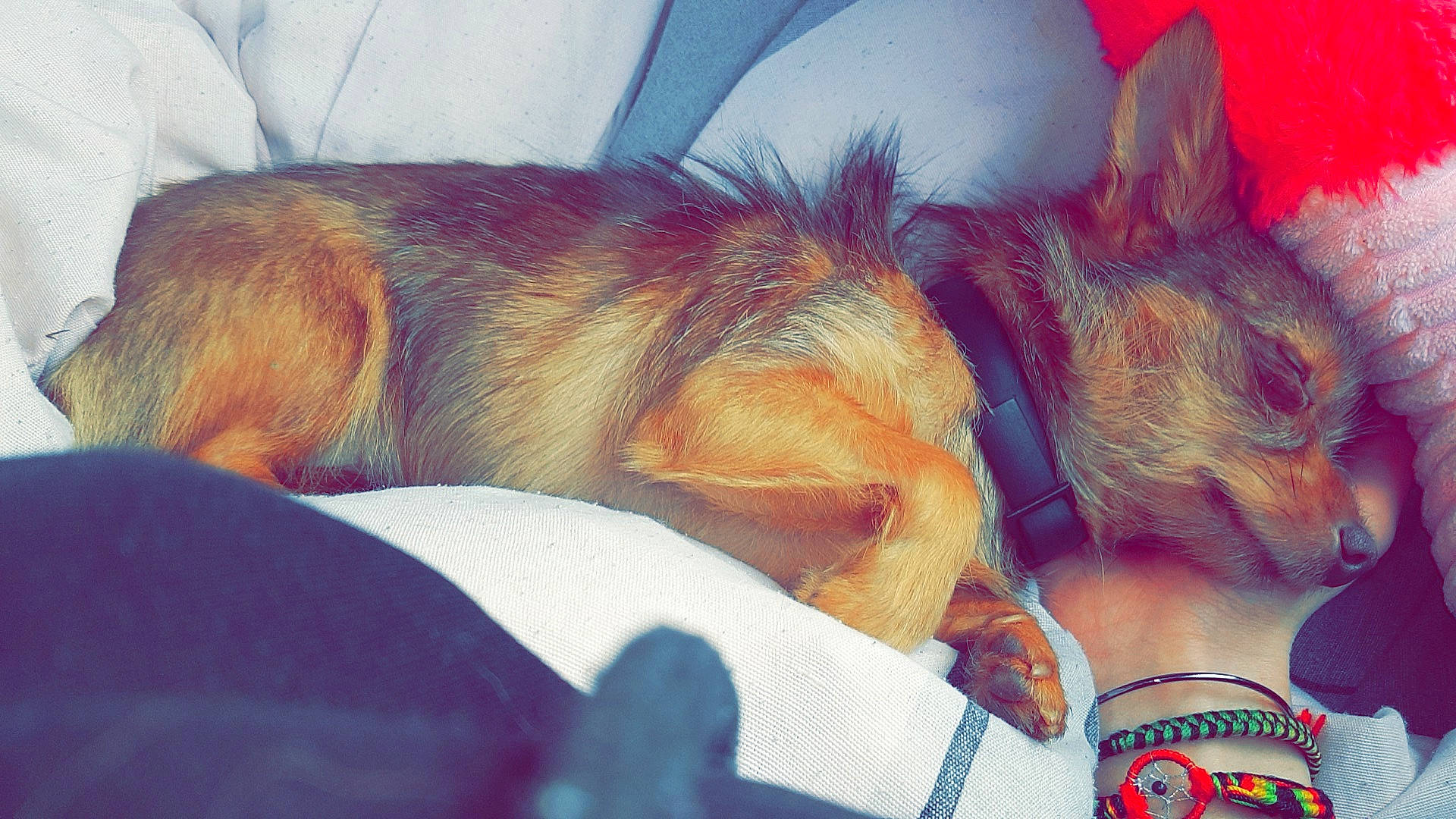 Diana participe au concours pour gagner de l'argent avec cette photo : canidae, carnivore, companion_dog, dog, dog_breed, ear, german_shepherd_dog, nap, sleep, snout, tail