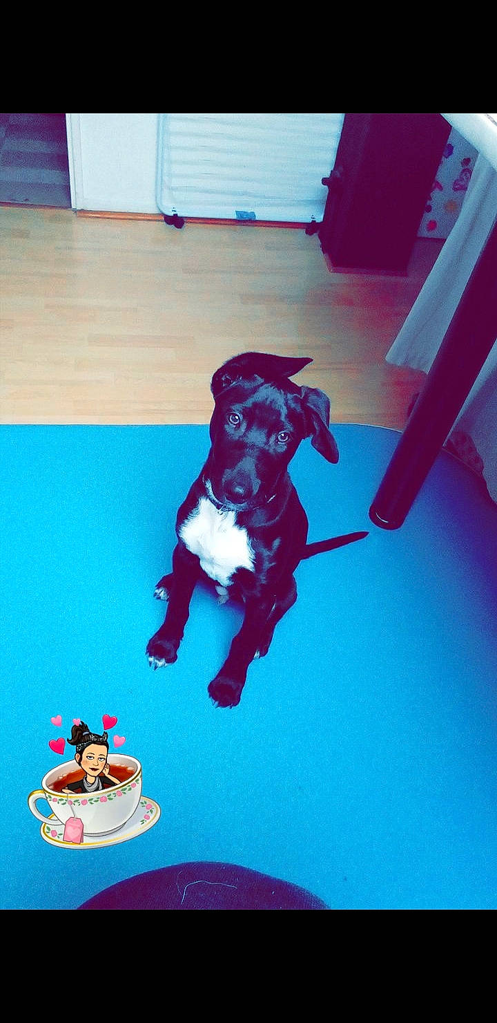 Keiko participe au concours pour gagner de l'argent avec cette photo : canidae, carnivore, dog, dog_breed, labrador_retriever, non_sporting_group, puppy, sporting_group