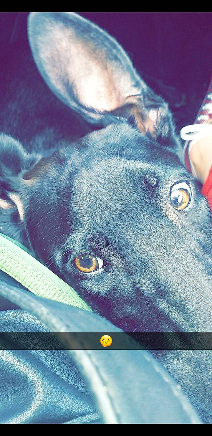 Keiko a rejoint le concours — aidez-le/la à gagner de superbes lots ! canidae, carnivore, dog, dog_breed, ear, eye, greyhound, mammal, non_sporting_group, snout, vertebrate