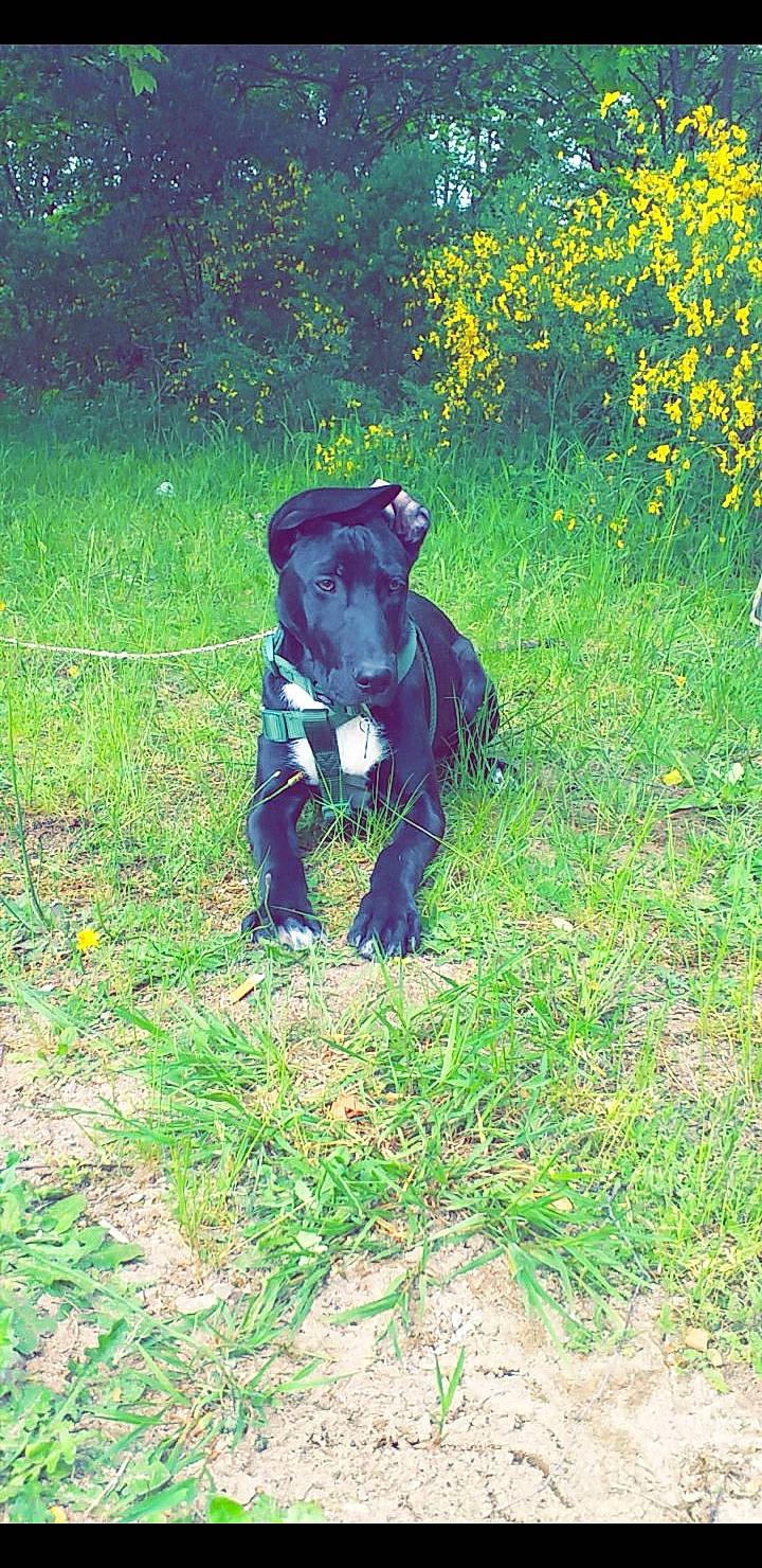 Keiko a rejoint le concours — aidez-le/la à gagner de superbes lots ! american_pit_bull_terrier, american_staffordshire_terrier, bandog, cane_corso, canidae, carnivore, dog, dog_breed, grass, guard_dog, mammal, non_sporting_group, patterdale_terrier, sporting_group, staffordshire_bull_terrier, terrier, vertebrate