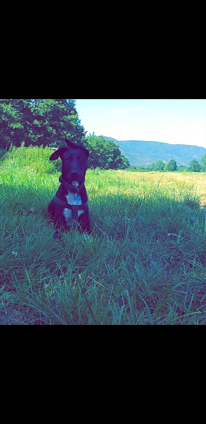 Keiko participe au concours pour gagner de l'argent avec cette photo : canidae, carnivore, dog, dog_breed, field, grass, grass_family, grassland, labrador_retriever, lawn, meadow, pasture, plain, plant, sporting_group