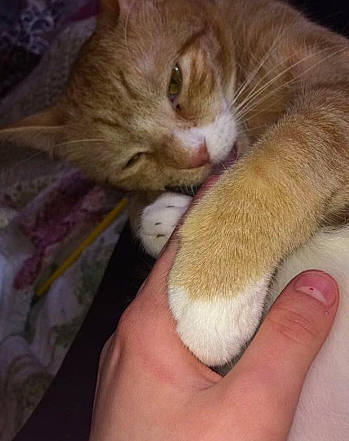 Bandit Aka Pumpkin is registered to the contest to win money with this photo: aegean_cat, carnivore, cat, domestic_short_haired_cat, european_shorthair, eye, fawn, felidae, fur, german_rex, hand, kitten, mammal, paw, polydactyl_cat, skin, small_to_medium_sized_cats, snout, tabby_cat, whiskers