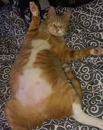 Bandit Aka Pumpkin joined the competition — help win amazing prizes! american_shorthair, arabian_mau, asian, carnivore, cat, domestic_short_haired_cat, european_shorthair, fawn, felidae, fur, german_rex, kitten, maine_coon, mammal, paw, polydactyl_cat, small_to_medium_sized_cats, tabby_cat, tail, whiskers