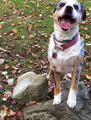 Sasha is registered to the contest to win money with this photo: american_bulldog, american_pit_bull_terrier, american_staffordshire_terrier, canidae, carnivore, catahoula_bulldog, dog, dog_breed, fawn, feist, louisiana_catahoula_leopard_dog, mammal, mountain_cur, non_sporting_group, pit_bull, rare_breed_dog, sporting_group, staffordshire_bull_terrier, valley_bulldog, vertebrate