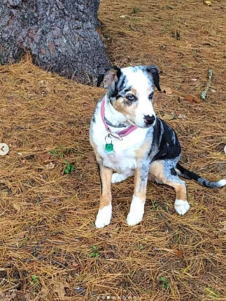 Sasha is registered to the contest to win money with this photo: american_bulldog, canidae, carnivore, catahoula_bulldog, dog, dog_breed, fawn, louisiana_catahoula_leopard_dog, mammal, mountain_cur, rare_breed_dog, texas_heeler, vertebrate, working_dog