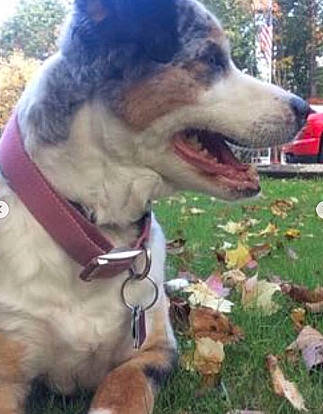 Sasha is registered to the contest to win money with this photo: canidae, carnivore, collar, dog, dog_breed, dog_collar, mammal, snout, sporting_group, vertebrate