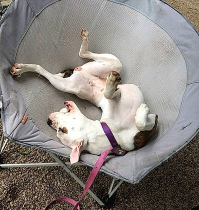 Miya is registered to the contest to win money with this photo: american_bulldog, american_pit_bull_terrier, canidae, carnivore, dog, dog_breed, dogo_argentino, dogo_guatemalteco, fawn, french_bulldog, non_sporting_group, pit_bull, pointer, puppy, sporting_group, tail