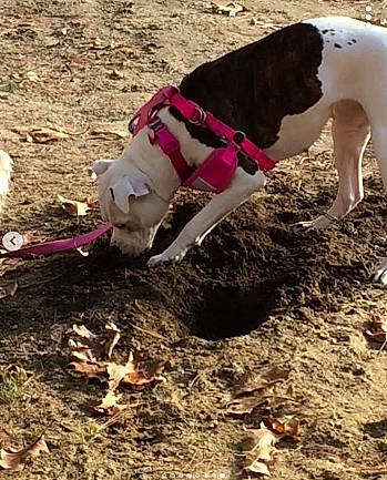 Miya joined the competition — help win amazing prizes! canidae, carnivore, dog, dog_breed, hunting_dog, leash, non_sporting_group, pointer, soil, sporting_group