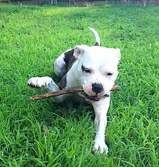 Miya joined the competition — help win amazing prizes! american_bulldog, american_pit_bull_terrier, boxer, bully_kutta, canidae, carnivore, companion_dog, cordoba_fighting_dog, dog, dog_breed, dogo_argentino, dogo_guatemalteco, grass, mammal, non_sporting_group, pit_bull, puppy, rare_breed_dog, sporting_group, vertebrate