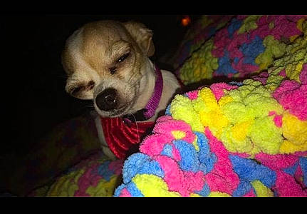 Reeses is registered to the contest to win money with this photo: american_pit_bull_terrier, canidae, carnivore, dog, dog_breed, fawn, mammal, non_sporting_group, pit_bull, puppy, puppy_love, snout