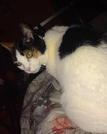 Lily is registered to the contest to win money with this photo: aegean_cat, black_and_white, carnivore, cat, domestic_long_haired_cat, domestic_short_haired_cat, felidae, fur, kitten, mammal, norwegian_forest_cat, polydactyl_cat, small_to_medium_sized_cats, tail, turkish_van, whiskers