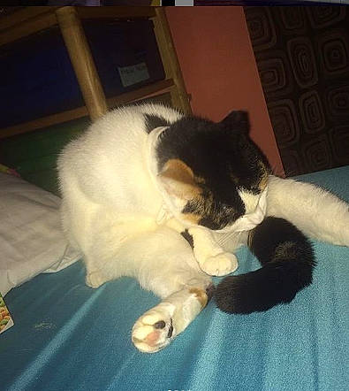 Lily is registered to the contest to win money with this photo: carnivore, cat, dog_breed, fawn, felidae, fur, kitten, persian, small_to_medium_sized_cats, tail, whiskers