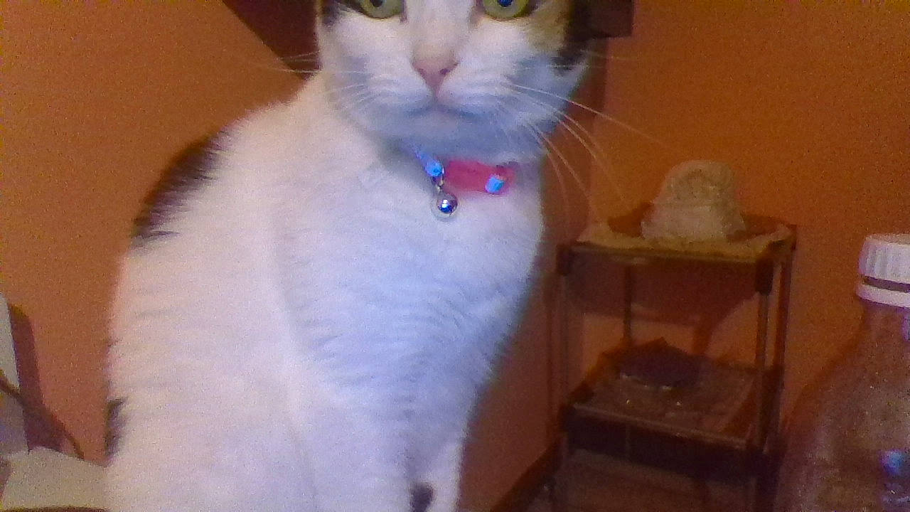 Lily is registered to the contest to win money with this photo: aegean_cat, asian, balinese, carnivore, cat, colorpoint_shorthair, domestic_short_haired_cat, eye, felidae, japanese_bobtail, javanese, mammal, ojos_azules, polydactyl_cat, ragdoll, small_to_medium_sized_cats, turkish_angora, turkish_van, vertebrate, whiskers