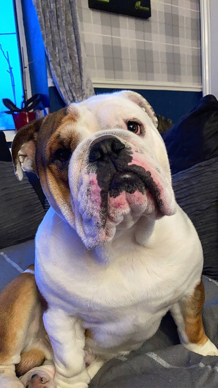 Spud joined the competition — help win amazing prizes! blue, bulldog, canidae, carnivore, collar, companion_dog, dog, dog_breed, dog_collar, electric_blue, fawn, flooring, molosser, snout, sporting_group, white_english_bulldog, window, working_animal, working_dog, wrinkle