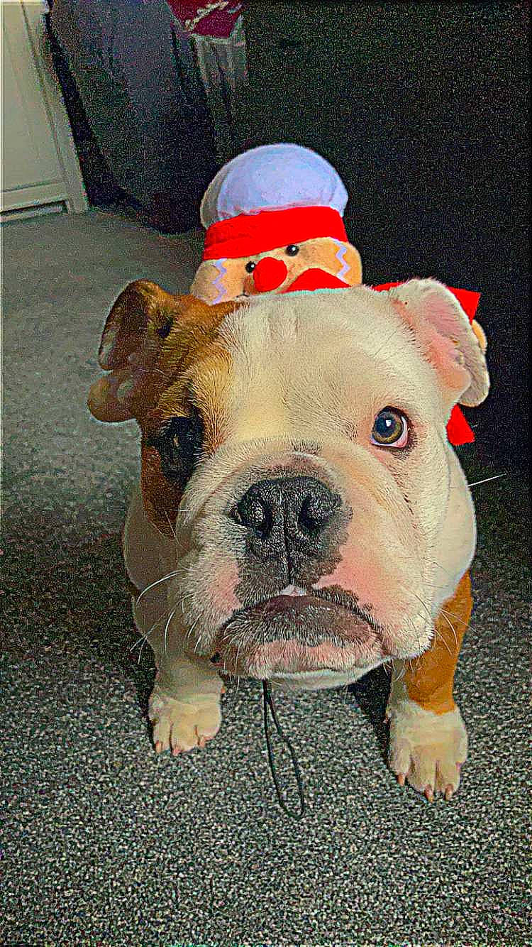 Spud joined the competition — help win amazing prizes! ancient_dog_breeds, art, bulldog, canidae, carnivore, companion_dog, dog, dog_breed, fawn, molosser, non_sporting_group, puppy, snout, sporting_group, terrestrial_animal, toy_dog, whiskers, white_english_bulldog, working_animal, wrinkle
