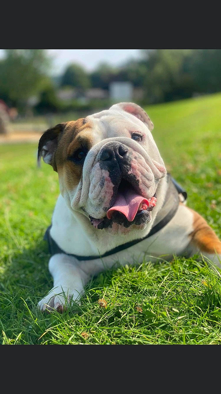 Spud joined the competition — help win amazing prizes! ancient_dog_breeds, bulldog, canidae, carnivore, collar, companion_dog, dog, dog_breed, fawn, grass, grassland, molosser, non_sporting_group, plant, sporting_group, terrestrial_animal, whiskers, white_english_bulldog, working_dog, wrinkle