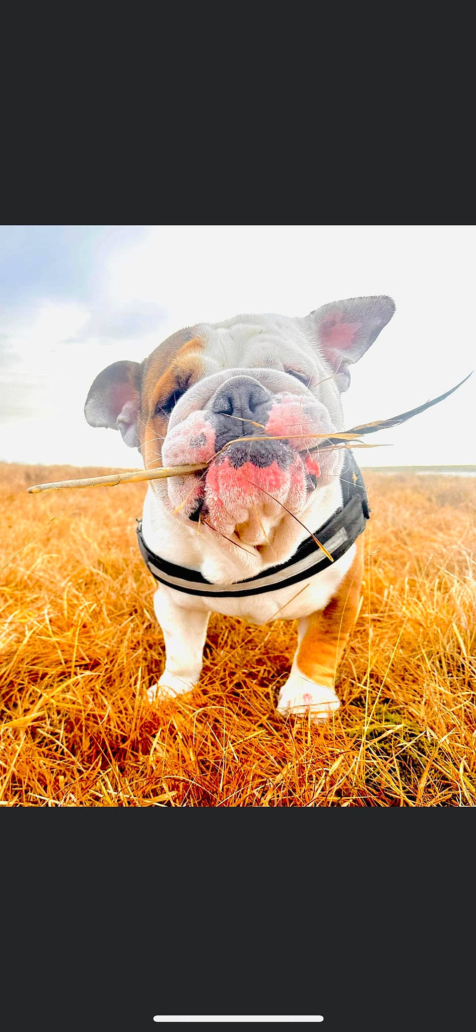Spud is registered to the contest to win money with this photo: bulldog, canidae, carnivore, companion_dog, dog, dog_breed, fawn, flash_photography, grass, grassland, happy, molosser, plant, sky, snout, sporting_group, terrestrial_animal, whiskers, working_animal, wrinkle