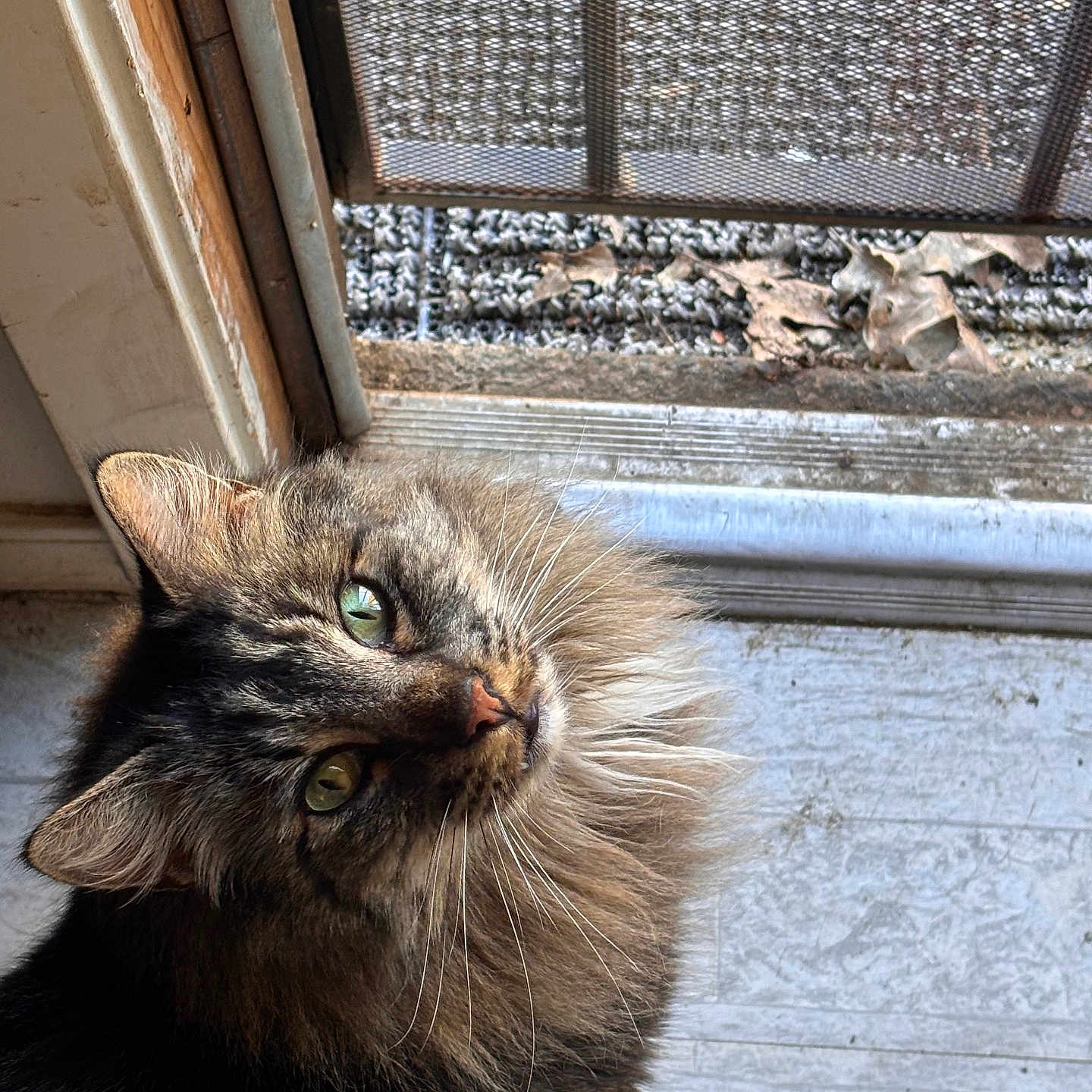 Hero is registered to the contest to win money with this photo: abyssinian, angora, animal, architecture, building, cat, door, hardwood, homedamage, homedecor, house, kitten, manx, mat, pet, siamese, slate, window, windowsill, wood