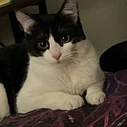 Fang is registered to the contest to win money with this photo: cat, black_and_white, indoor, feline, pet, resting, curious, wide_eyes, whiskers, soft_fur, table, household_items, dim_lighting, cozy, close_up, pink_nose, paws, fur, animal, mammal