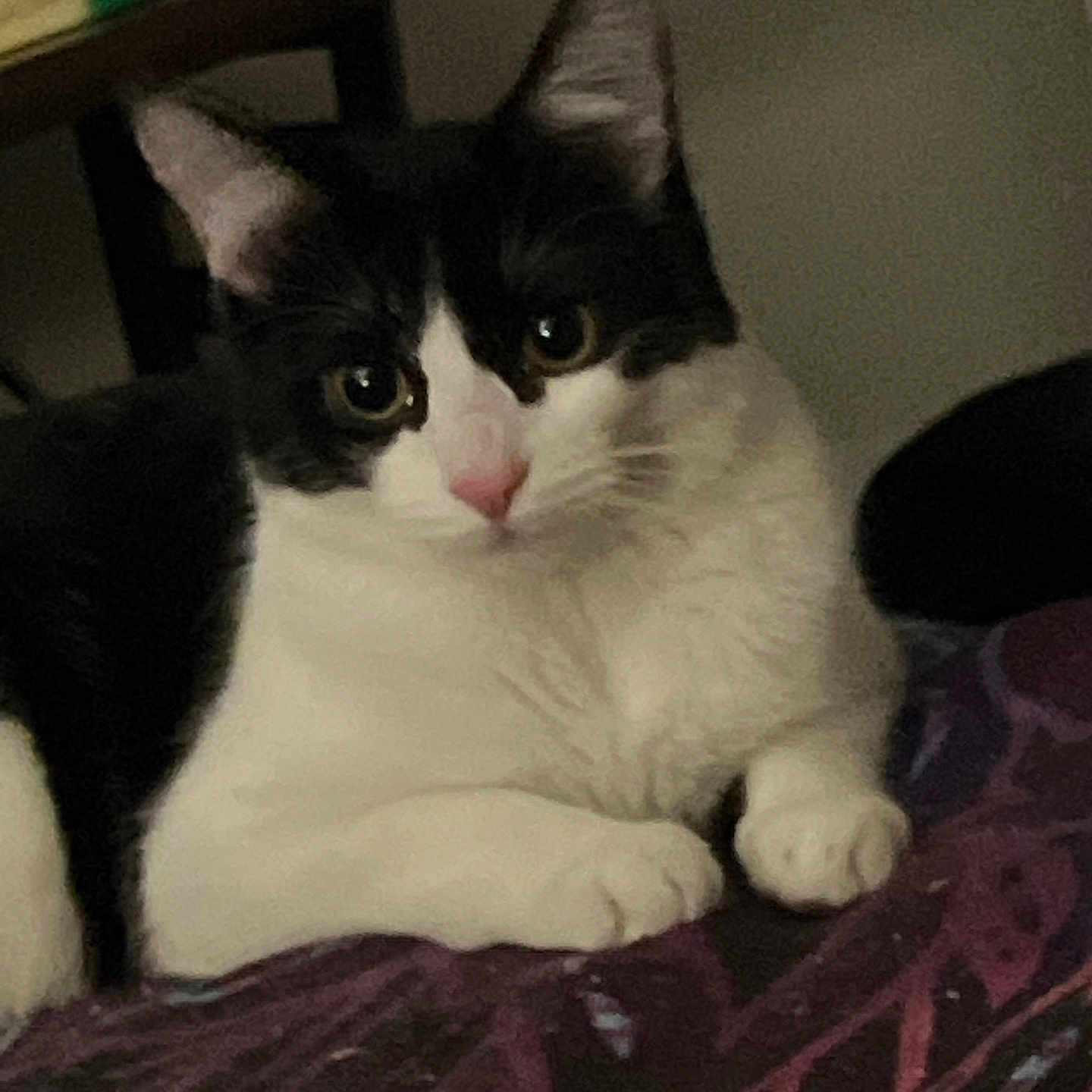 Fang