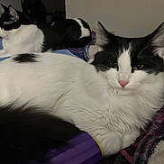 Fluffy joined the competition — help win amazing prizes! cat, black_and_white, pet, indoor, resting, fur, animal, bed, blanket, cozy, relaxed, domestic, mammal, whiskers, ear, nose, paw, feline, sleepy, companion