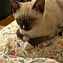 kitten, cat, siamese, blue_eyes, indoor, blanket, floral_pattern, cute, pet, animal, fur, resting, young_cat, paws, whiskers, close_up, cozy, home, sleepy, domestic_cat