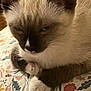 cat, siamese_cat, pet, sleepy, fur, whiskers, ears, paws, blanket, floral_pattern, indoor, cute, animal, closeup, resting, cozy, soft, feline, mammal, domestic