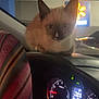 kitten, cat, car, dashboard, night, instrument_panel, lights, vehicle, window, interior, pet, animal, fur, cute, curious, seat, striped, colorful, dark, indoors