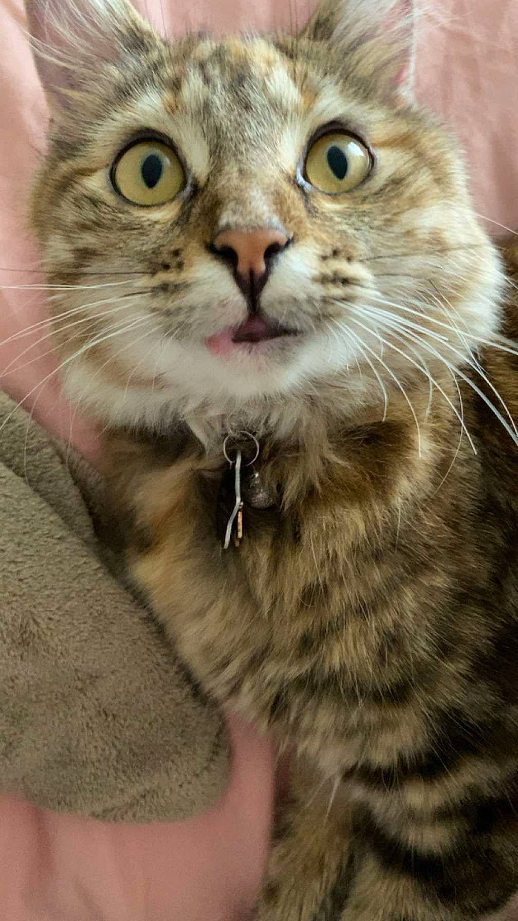 Gravy is registered to the contest to win money with this photo: carnivore, cat, claw, domestic_short_haired_cat, felidae, fur, paw, pet_supply, photography, small_to_medium_sized_cats, snout, terrestrial_animal, whiskers