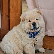 Oakley is registered to the contest to win money with this photo: dog, puppy, chow_chow, fluffy, bandana, blue, indoor, carpet, wooden_door, curtain, pet, cute, sitting, adorable, animal, fur, collar, tag, face, paw