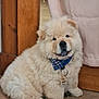 dog, puppy, chow_chow, fluffy, bandana, blue, indoor, carpet, wooden_door, curtain, pet, cute, sitting, adorable, animal, fur, collar, tag, face, paw