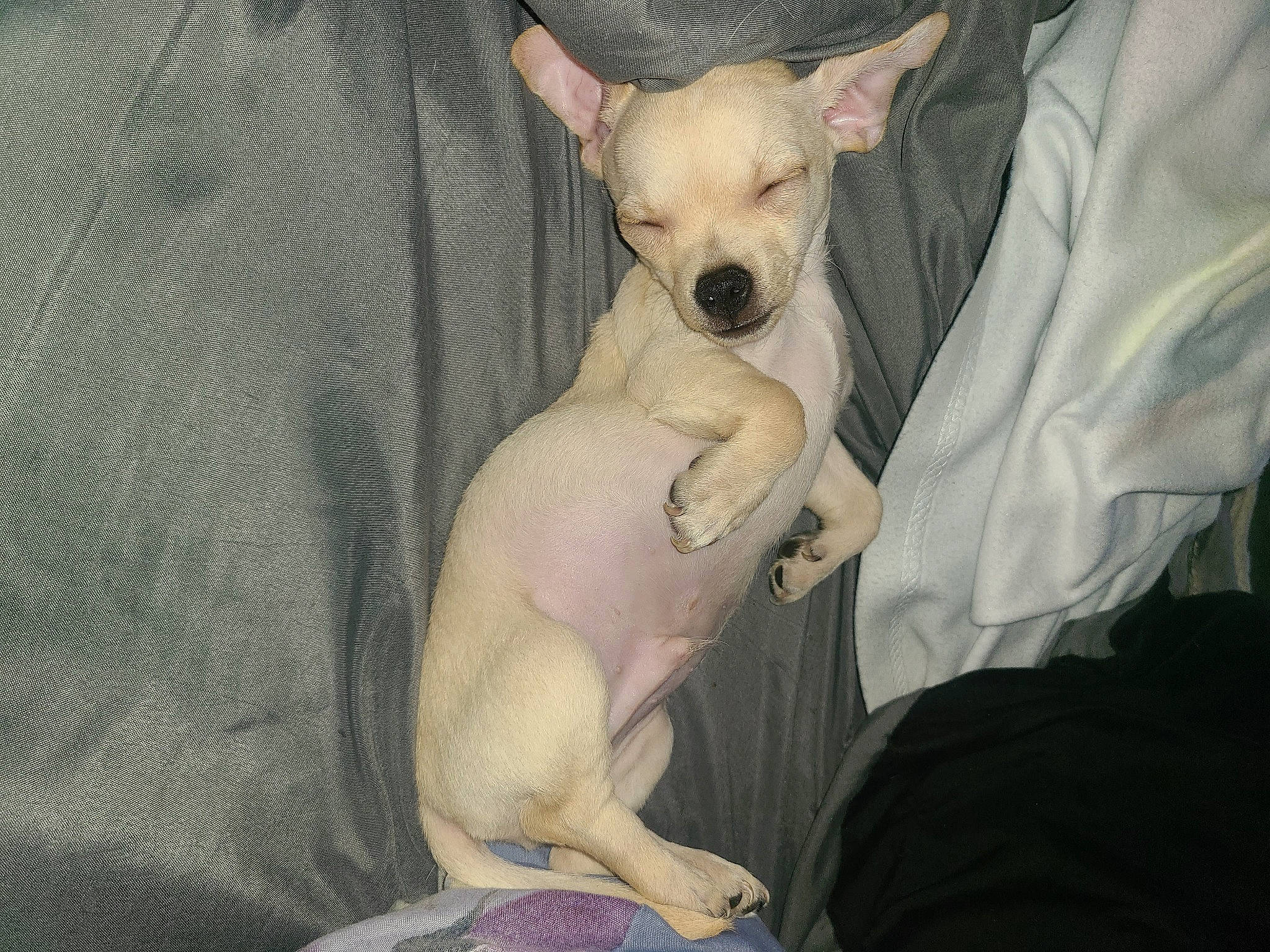 Chichi joined the competition — help win amazing prizes! canidae, carnivore, comfort, companion_dog, dog, dog_breed, ear, fawn, fur, non_sporting_group, paw, puppy, snout, sporting_group, terrestrial_animal, toy_dog, whiskers, working_animal