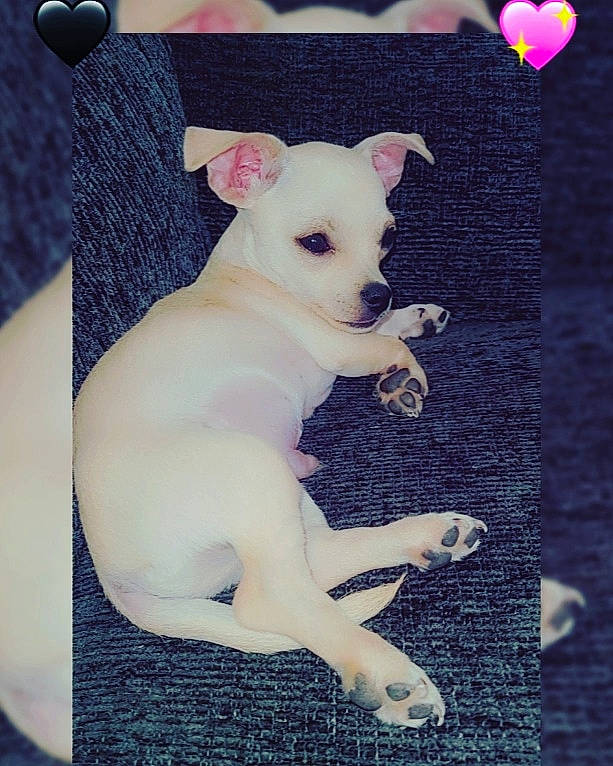Chichi is registered to the contest to win money with this photo: canidae, carnivore, chihuahua, companion_dog, dog, dog_breed, dog_supply, ear, fawn, font, fur, pattern, paw, pink, snout, tail, toy_dog, whiskers, white, working_animal