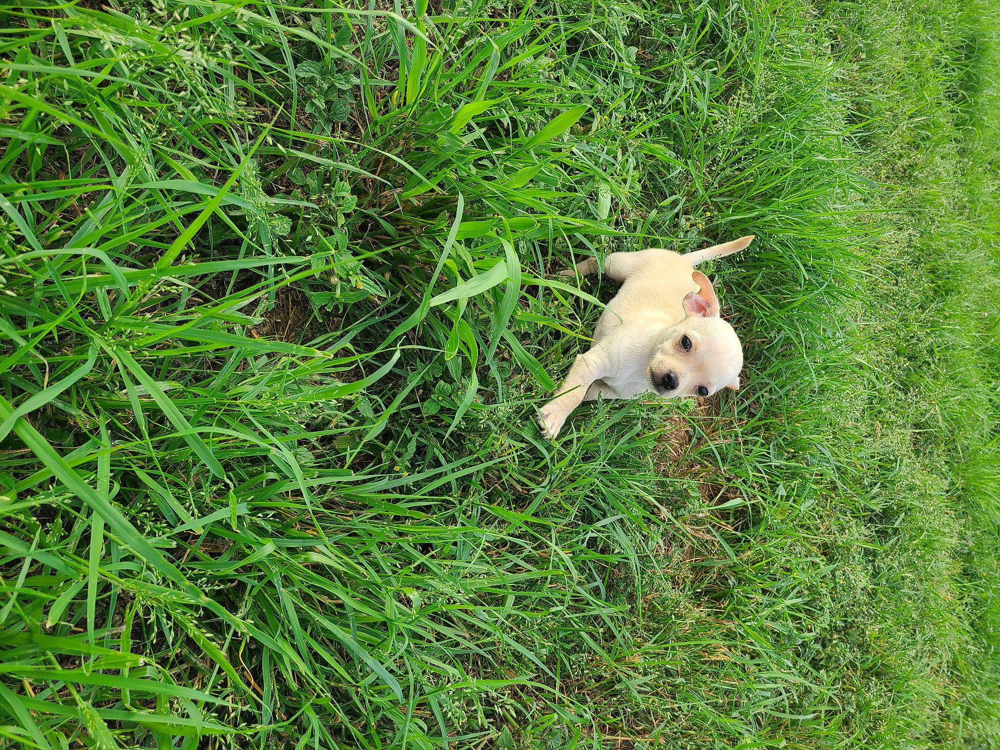 Chichi joined the competition — help win amazing prizes! carnivore, companion_dog, dog, dog_breed, domestic_rabbit, fawn, grass, grassland, groundcover, hare, natural_landscape, pasture, people_in_nature, plant, prairie, rabbit, shrub, tail, terrestrial_animal, wildlife