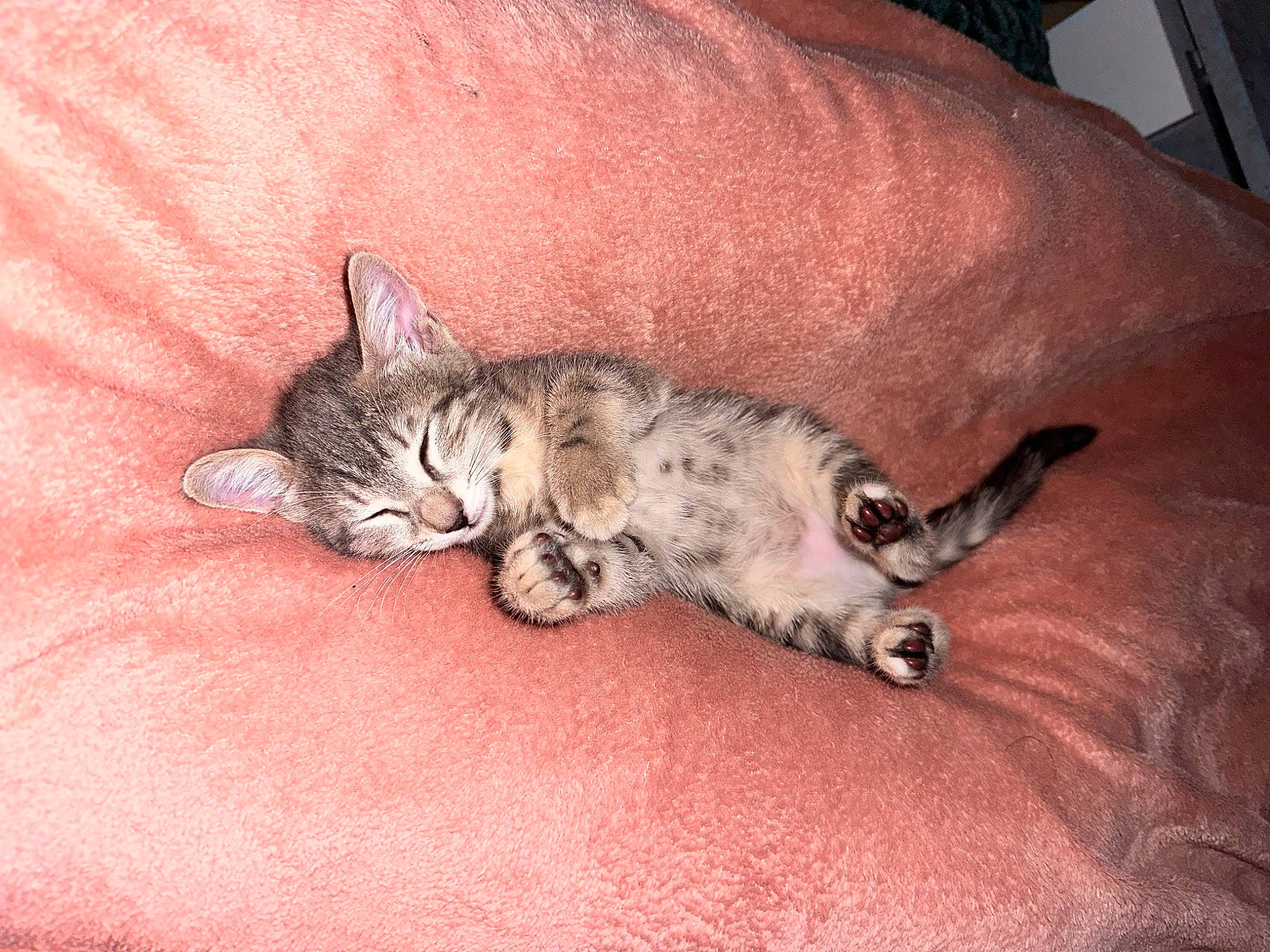 Paco participe au concours pour gagner de l'argent avec cette photo : carnivore, cat, claw, comfort, domestic_short_haired_cat, felidae, flooring, fur, grey, nap, paw, small_to_medium_sized_cats, snout, tail, terrestrial_animal, whiskers