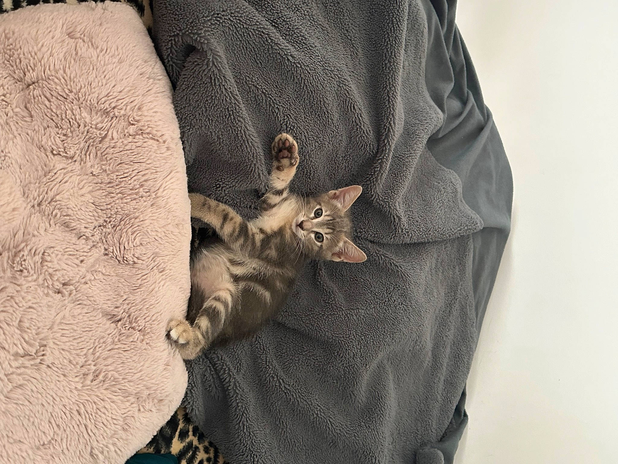 Paco participe au concours pour gagner de l'argent avec cette photo : baby_toddler_clothing, button, collar, denim, dress_shirt, fashion_accessory, fashion_design, felidae, fur, grey, hood, linens, pattern, pocket, sleeve, small_to_medium_sized_cats, t_shirt, top, whiskers, wood