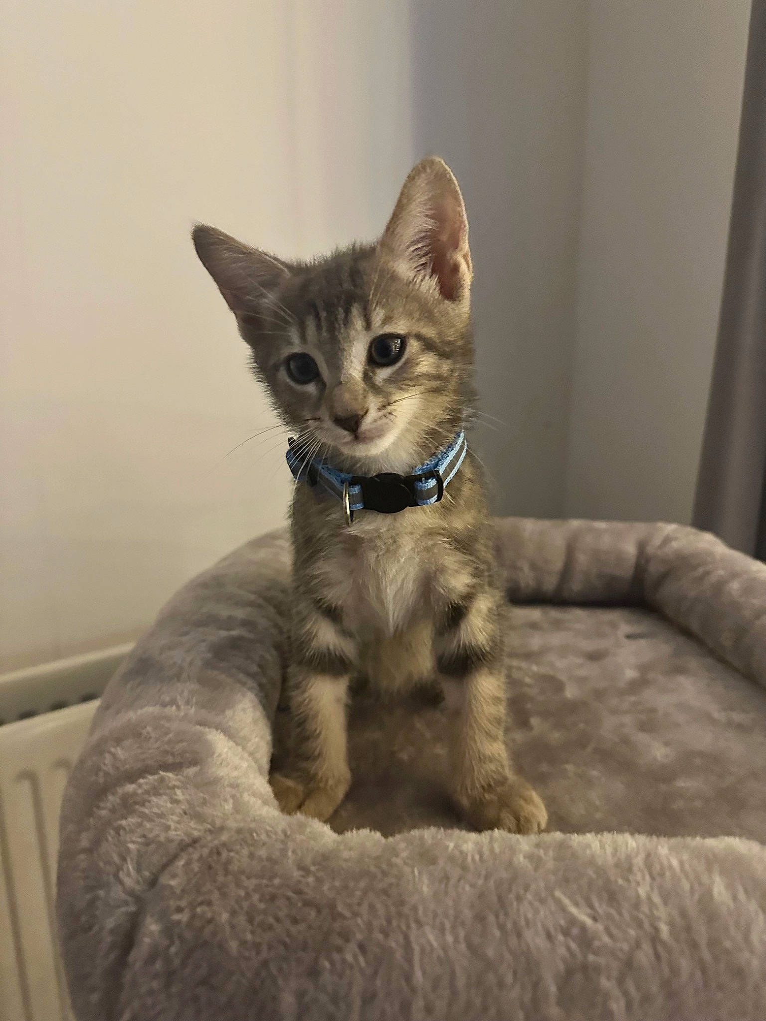 Paco a rejoint le concours — aidez-le/la à gagner de superbes lots ! carnivore, cat, cat_supply, claw, comfort, couch, curtain, domestic_short_haired_cat, fawn, felidae, fur, grey, paw, small_to_medium_sized_cats, snout, tail, terrestrial_animal, whiskers