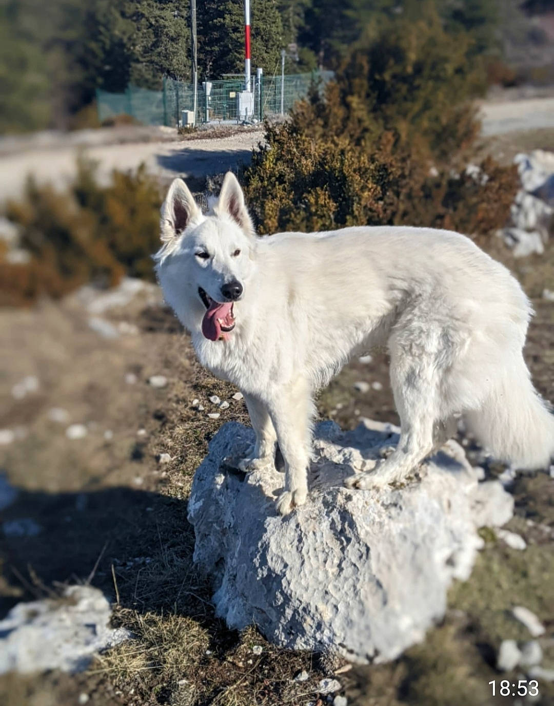 Shannon a rejoint le concours — aidez-le/la à gagner de superbes lots ! canidae, canis, carnivore, dog, dog_breed, freezing, ice_cap, plant, polar_ice_cap, snout, snow, soil, sporting_group, tail, tree, wildlife, winter, wolf, working_animal, working_dog