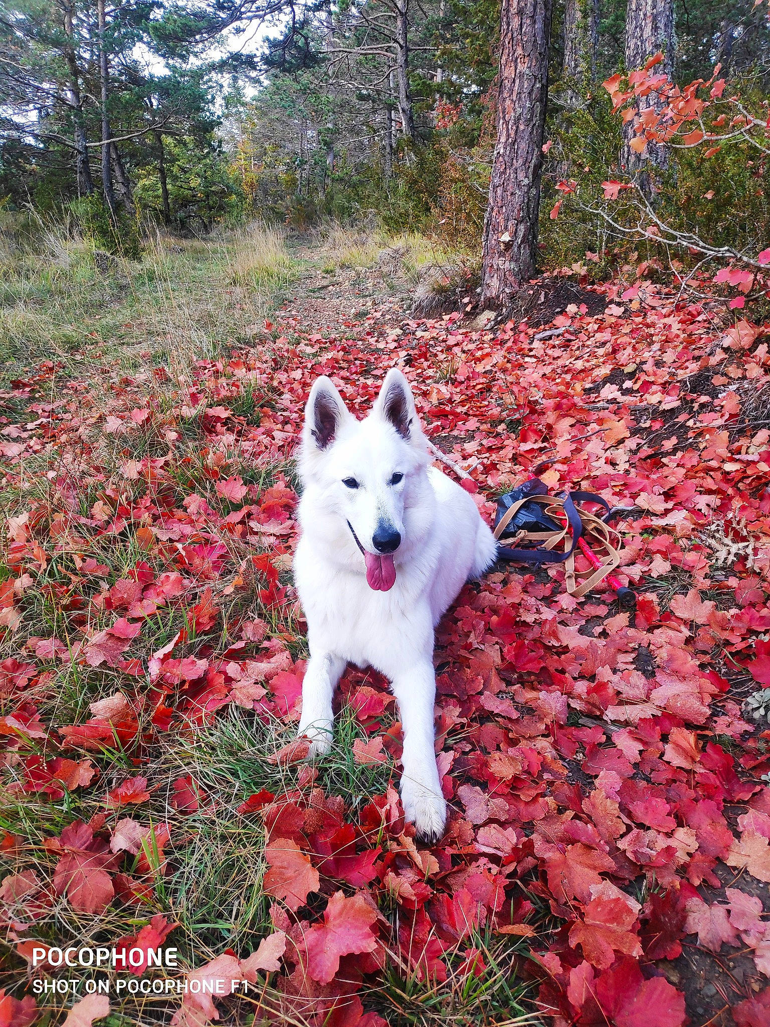 Shannon a rejoint le concours — aidez-le/la à gagner de superbes lots ! annual_plant, canidae, carmine, carnivore, companion_dog, coquelicot, deciduous, dog, dog_breed, grass, groundcover, leaf, natural_landscape, non_sporting_group, plant, red, sporting_group, tail, tree, working_dog
