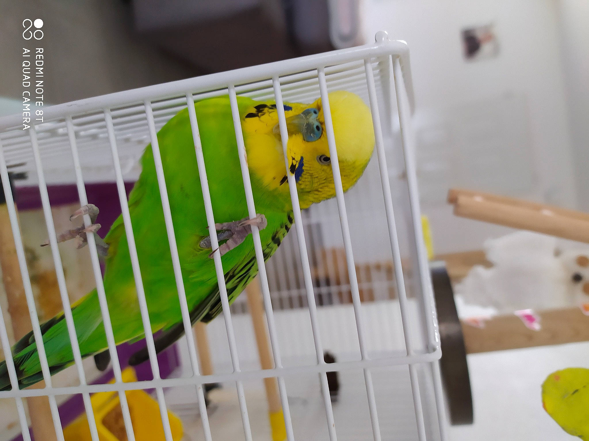 Maya participe au concours pour gagner de l'argent avec cette photo : animal_shelter, beak, bird, bird_supply, budgie, cage, feather, lovebird, parakeet, parrot, perching_bird, product, room, yellow