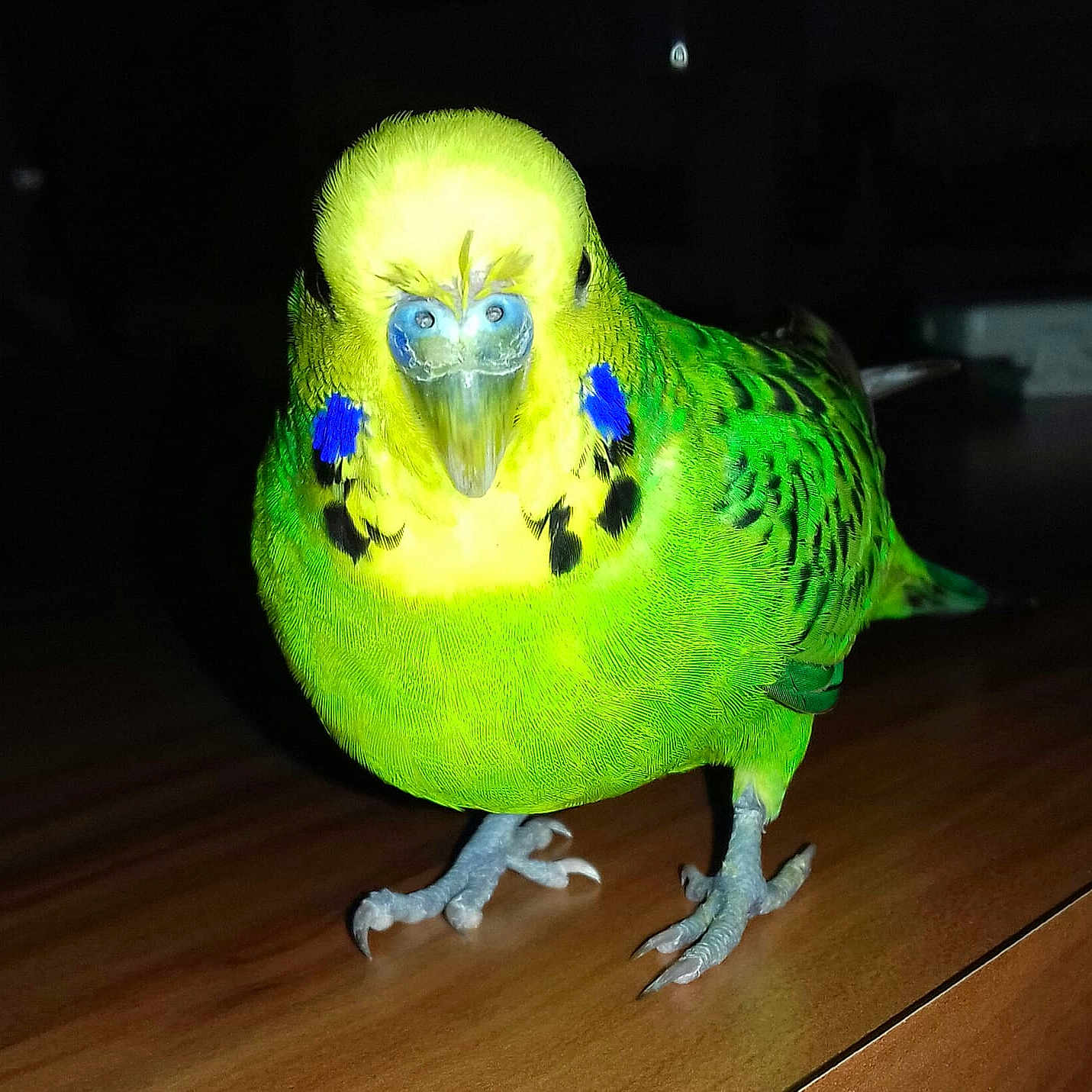 Maya participe au concours pour gagner de l'argent avec cette photo : adaptation, beak, bird, budgie, feather, organism, parakeet, parrot, vertebrate, wing