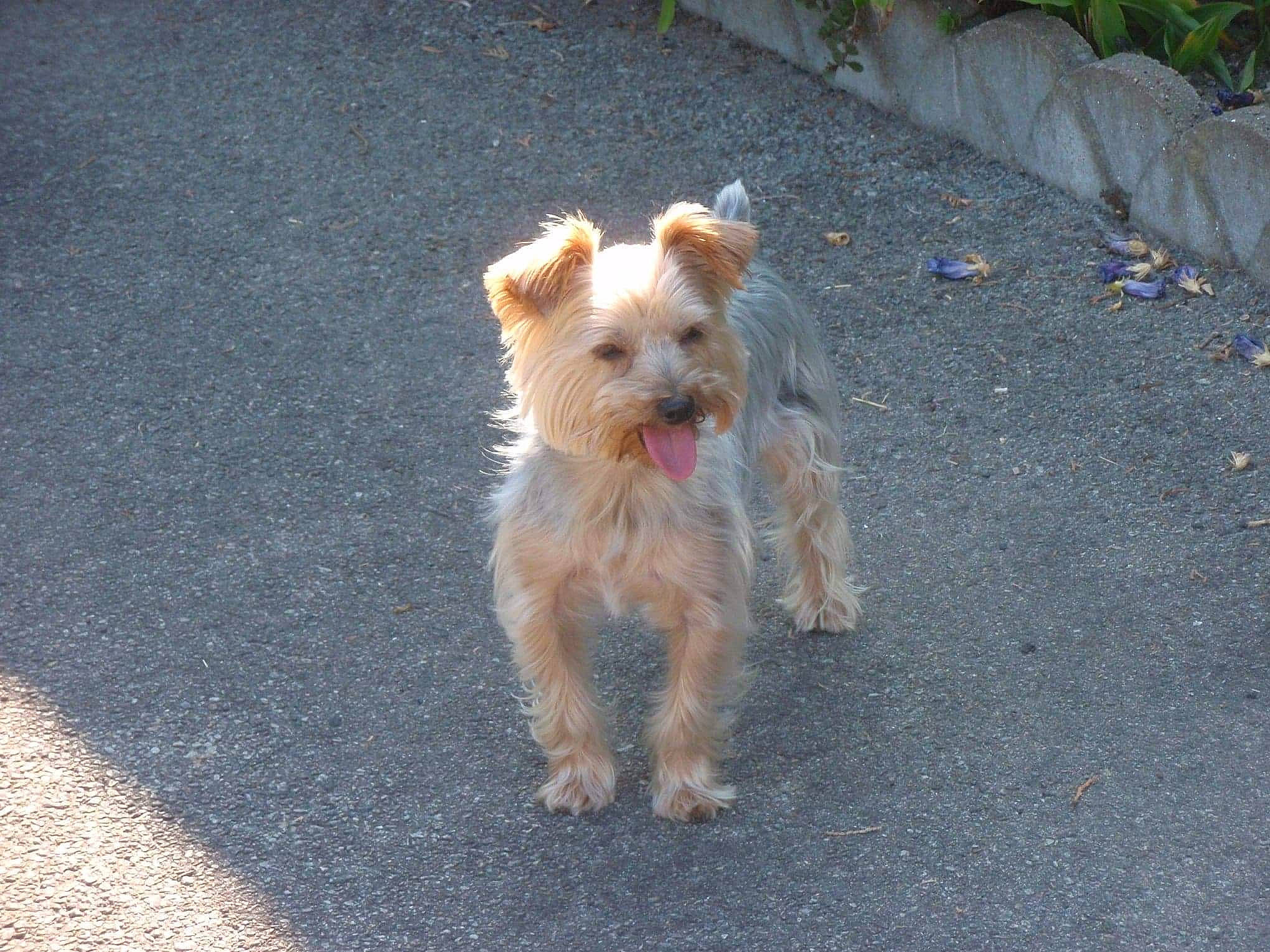 Chouky participe au concours pour gagner de l'argent avec cette photo : cairn_terrier, canidae, carnivore, companion_dog, dog, dog_breed, dutch_smoushond, glen_of_imaal_terrier, mammal, norfolk_terrier, norwich_terrier, puppy, rare_breed_dog, schnoodle, small_terrier, sporting_group, sporting_lucas_terrier, terrier, vertebrate, yorkshire_terrier