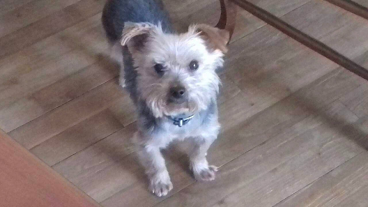 Chouky a rejoint le concours — aidez-le/la à gagner de superbes lots ! australian_silky_terrier, cairn_terrier, canidae, carnivore, companion_dog, dog, dog_breed, glen_of_imaal_terrier, mammal, morkie, puppy, schnoodle, small_terrier, snout, sporting_group, sporting_lucas_terrier, terrier, vertebrate, west_highland_white_terrier, yorkshire_terrier