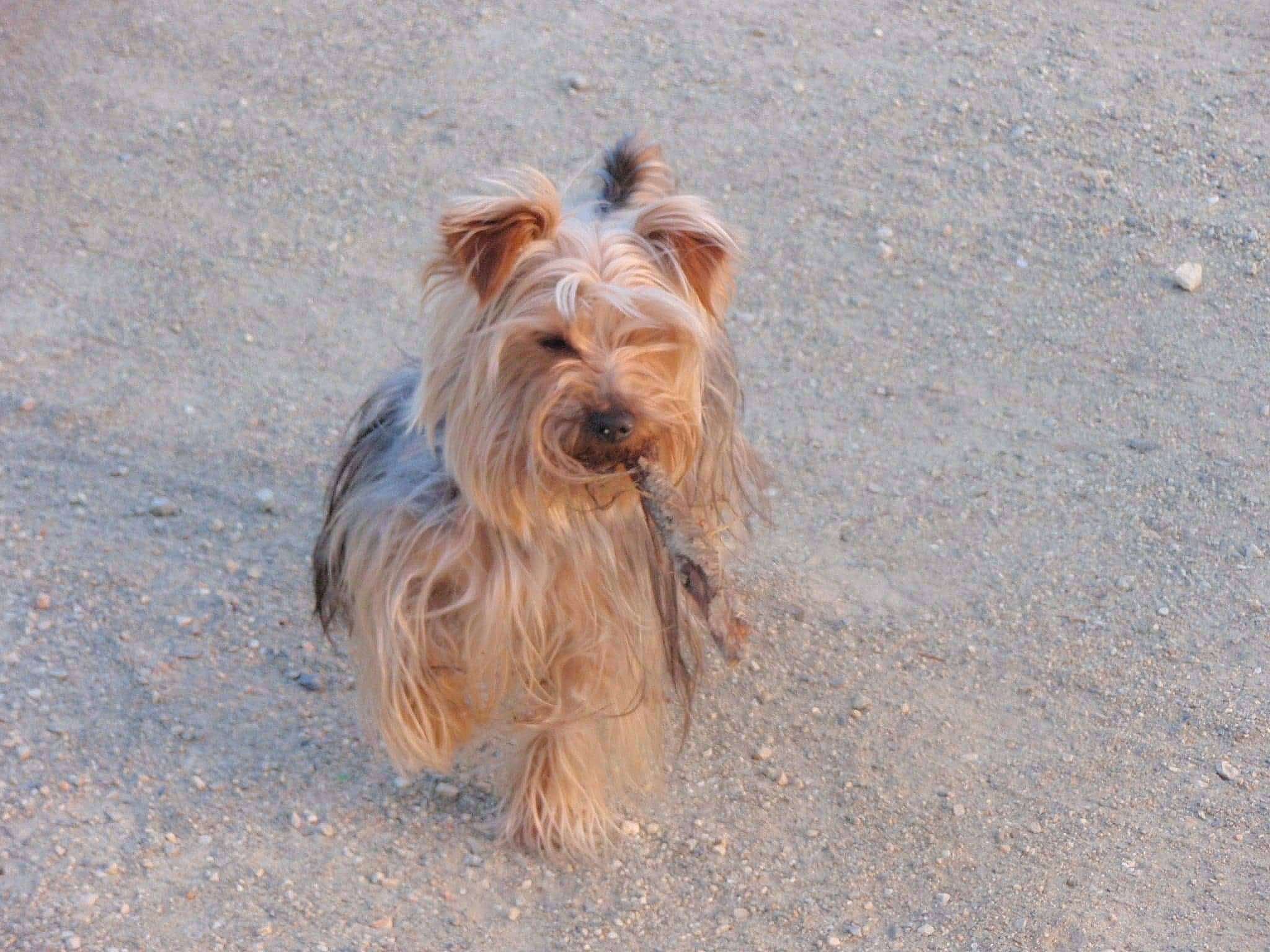 Chouky participe au concours pour gagner de l'argent avec cette photo : australian_silky_terrier, australian_terrier, biewer_terrier, cairn_terrier, canidae, carnivore, companion_dog, dog, dog_breed, dutch_smoushond, glen_of_imaal_terrier, mammal, pyrenean_shepherd, rare_breed_dog, small_terrier, sporting_lucas_terrier, terrier, toy_dog, vertebrate, yorkshire_terrier