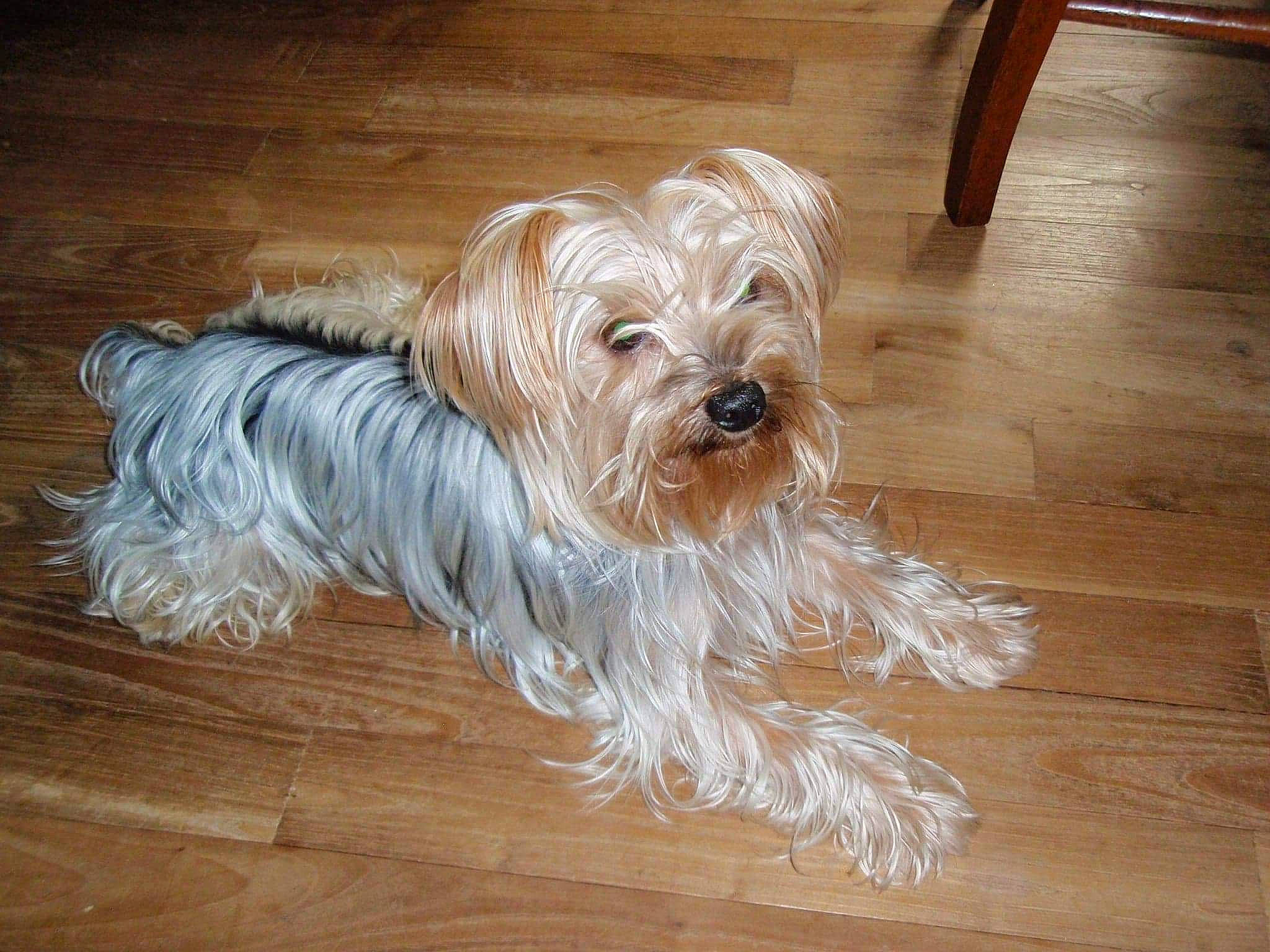 Chouky a rejoint le concours — aidez-le/la à gagner de superbes lots ! australian_silky_terrier, biewer_terrier, canidae, carnivore, catalan_sheepdog, companion_dog, dog, dog_breed, glen_of_imaal_terrier, mammal, rare_breed_dog, small_terrier, snout, sporting_group, sporting_lucas_terrier, terrier, tibetan_terrier, toy_dog, vertebrate, yorkshire_terrier