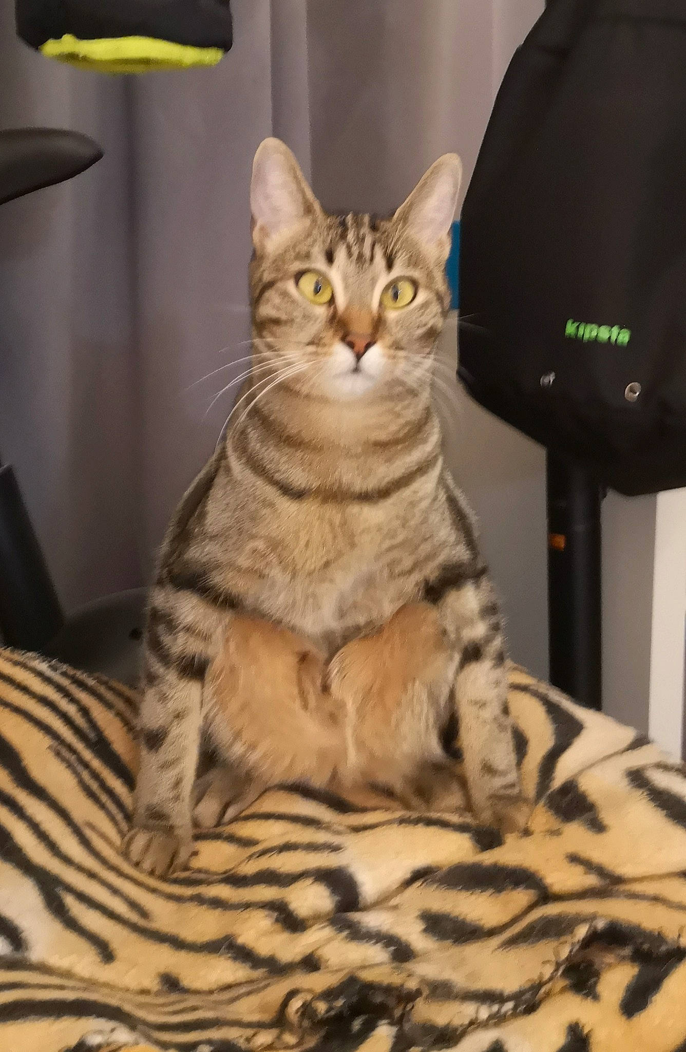 Pixel a rejoint le concours — aidez-le/la à gagner de superbes lots ! bag, box, carnivore, cat, comfort, couch, domestic_short_haired_cat, fawn, felidae, fur, paw, photo_caption, room, sitting, small_to_medium_sized_cats, snout, tail, whiskers, wildlife