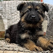 Atôm participe au concours pour gagner de l'argent avec cette photo : puppy, german_shepherd, dog, animal, pet, cute, fur, face, ears, eyes, paws, wicker_chair, outdoor, blurred_background, resting, young, adorable, closeup, portrait, nature